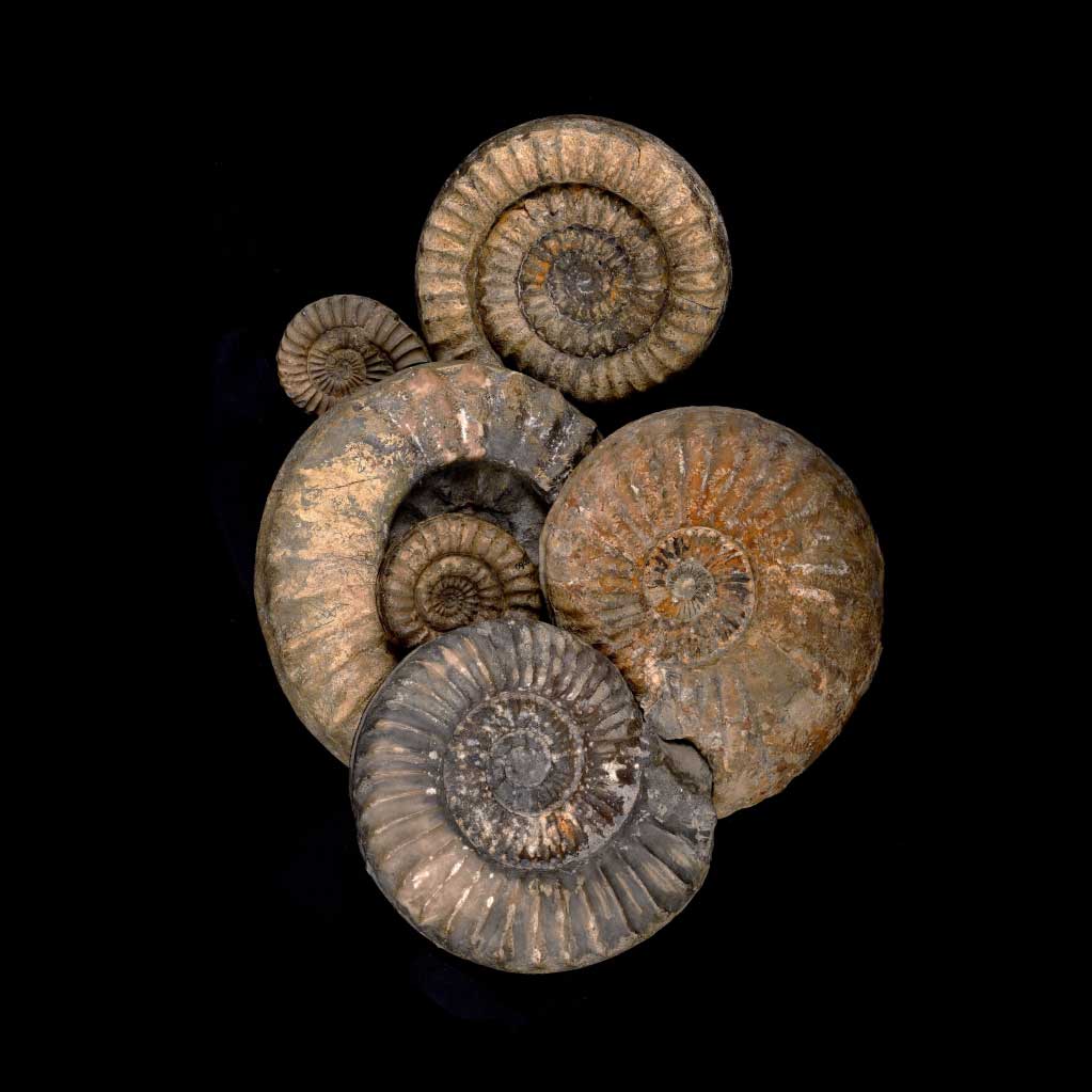 Ansammlung von Ammoniten-Fossilien auf schwarzem Hintergrund, deutlich strukturiert und in unterschiedlichen Größen.