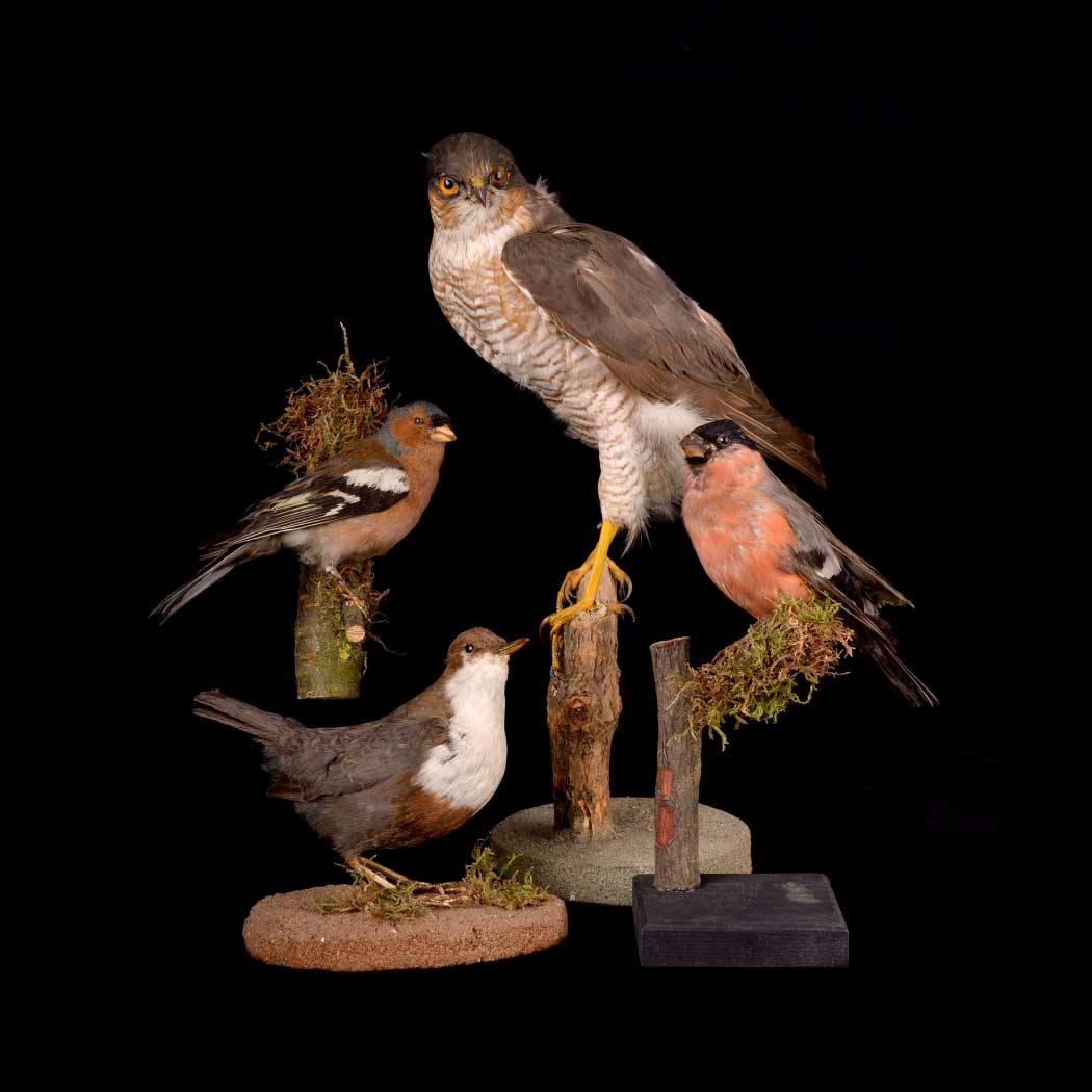 Verschiedene präparierte Vögel auf Ständern, darunter Greifvögel und Singvögel, vor schwarzem Hintergrund.