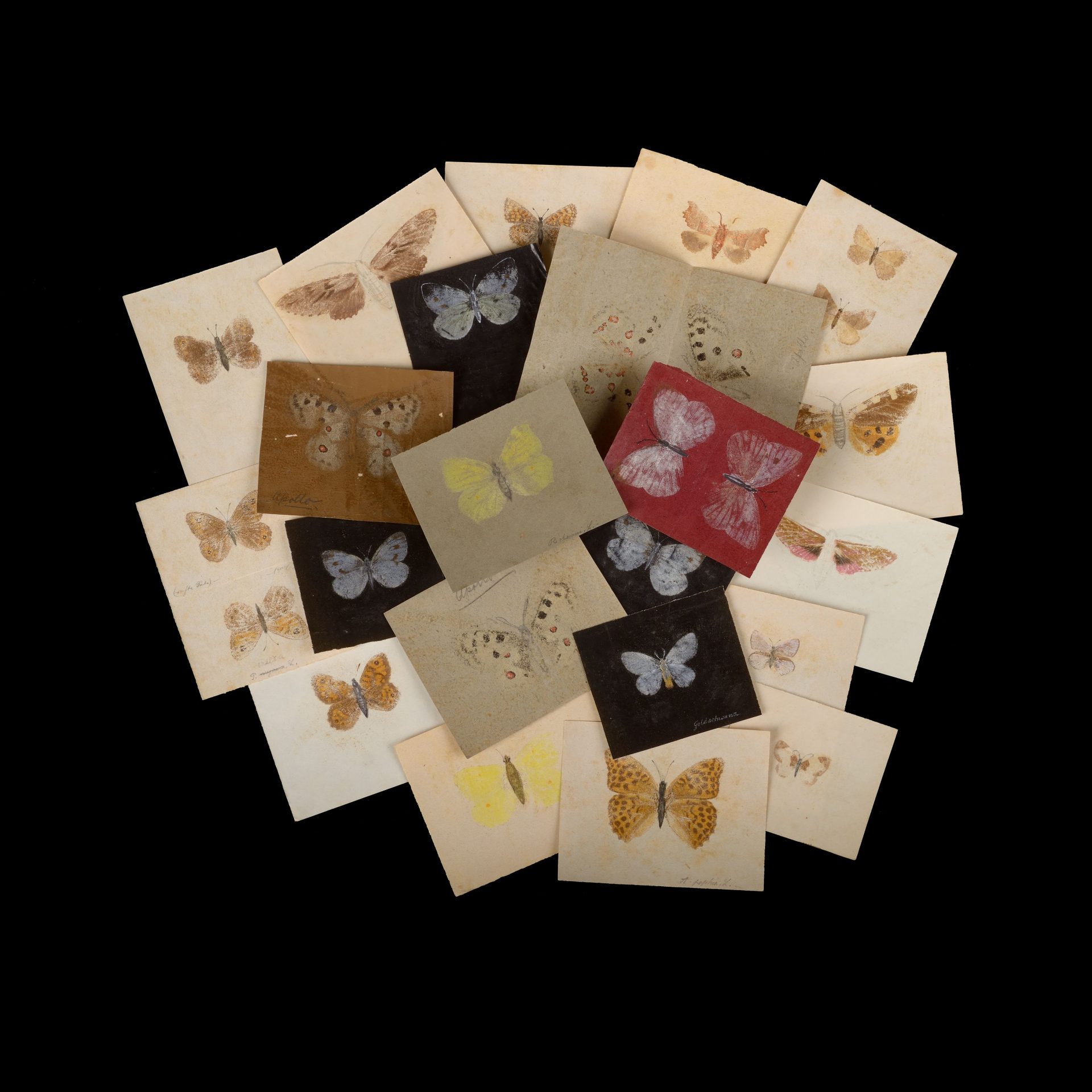 Eine Sammlung von Papieren mit unterschiedlichen Schmetterlingsillustrationen auf schwarzem Hintergrund.