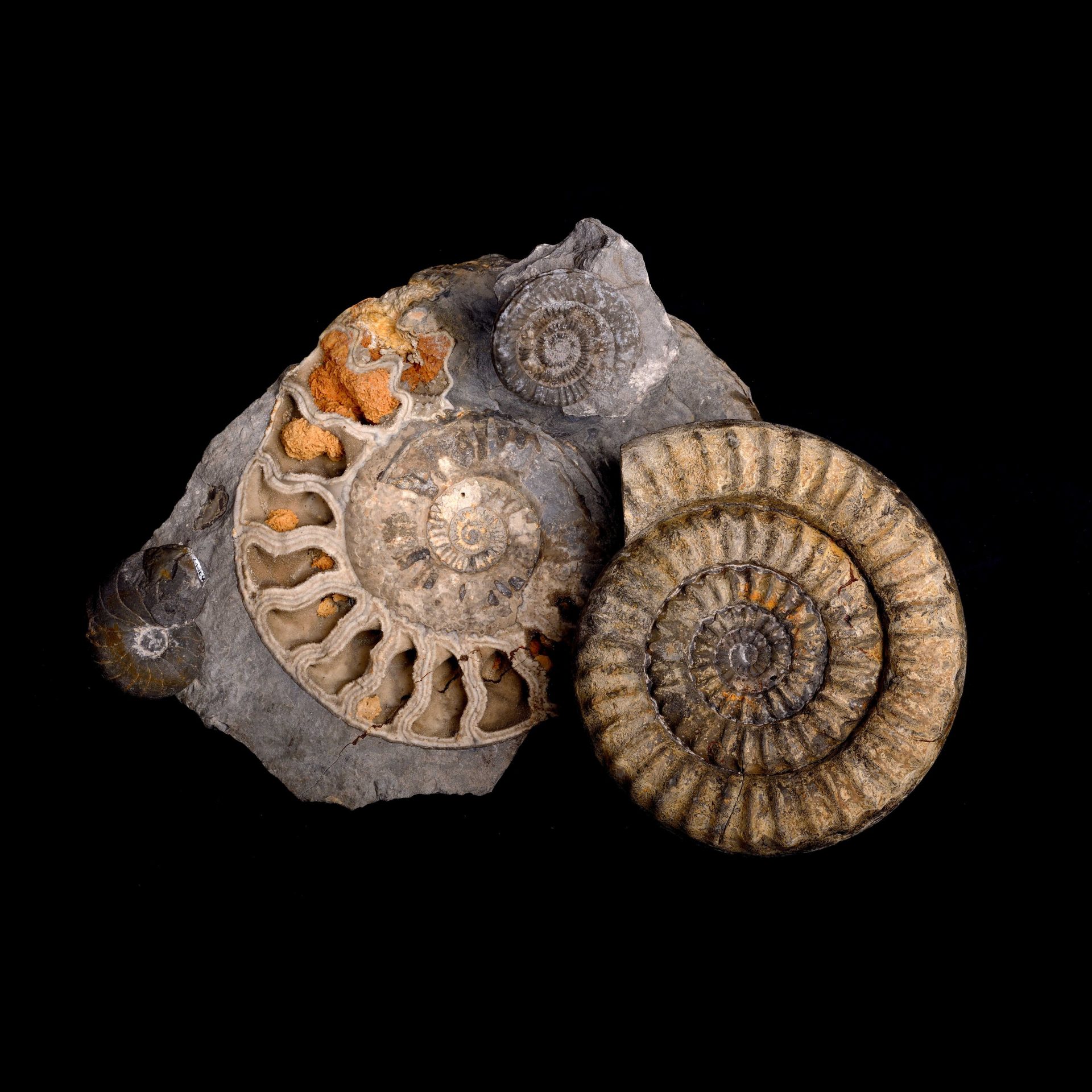 Fossilien von Ammoniten auf schwarzem Hintergrund zeigen ihre typischen spiralförmigen Schalen.