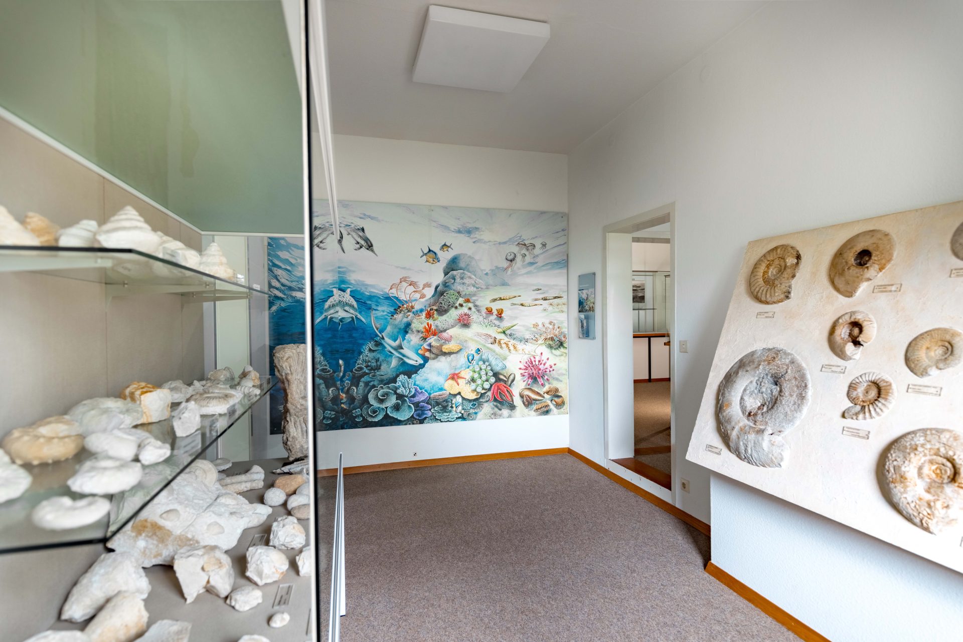 Museumsausstellung mit Fossilien in Vitrinen und einer Wandmalerei von Meereslebewesen.