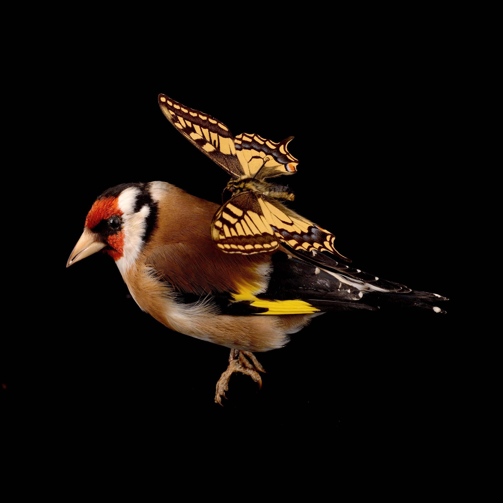Ein Goldfinch mit einem Schmetterling auf dem Rücken vor schwarzem Hintergrund.