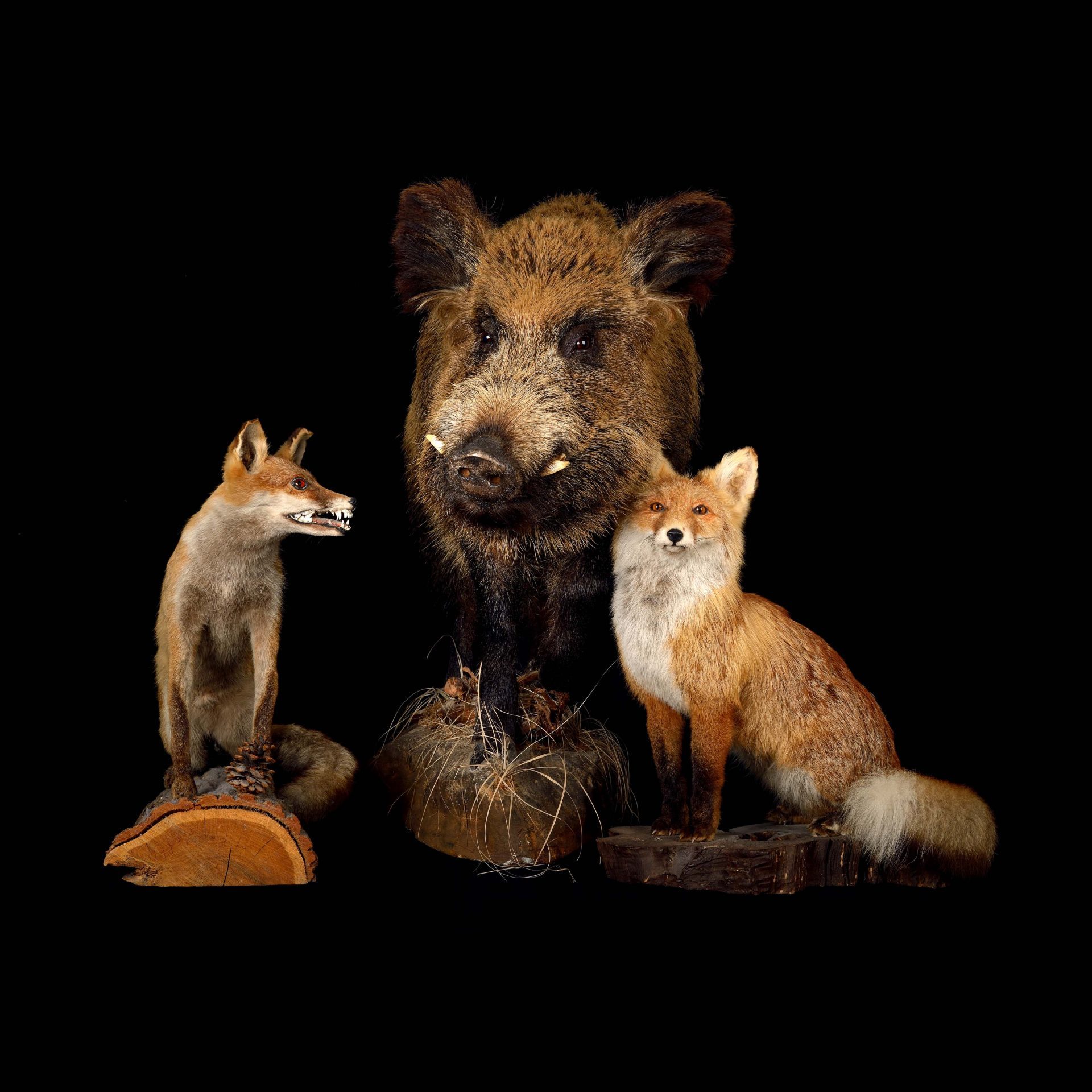 Drei präparierte Tiere: ein Wildschwein in der Mitte und zwei Füchse auf Holzsockeln vor schwarzem Hintergrund.